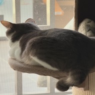 Melody Tutor Profile Picture