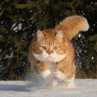 望 Tutor Profile Picture